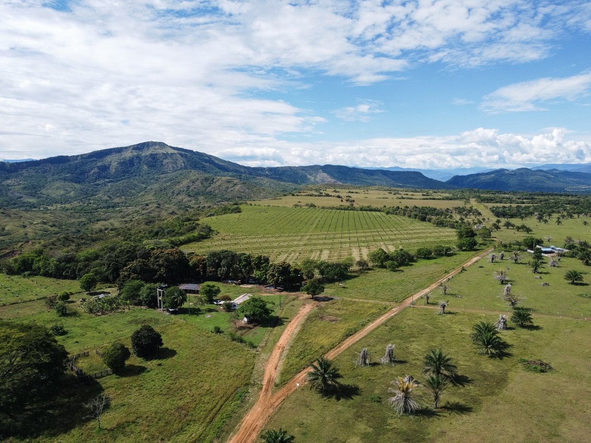 En Barranca de Upía, #Meta, 23 firmantes del Acuerdo de Paz del Colectivo Simón Trinidad recibieron 300 hectáreas para consolidar su proceso de reincorporación y fortalecer su arraigo en el territorio.

#ConDignidadCumplimos