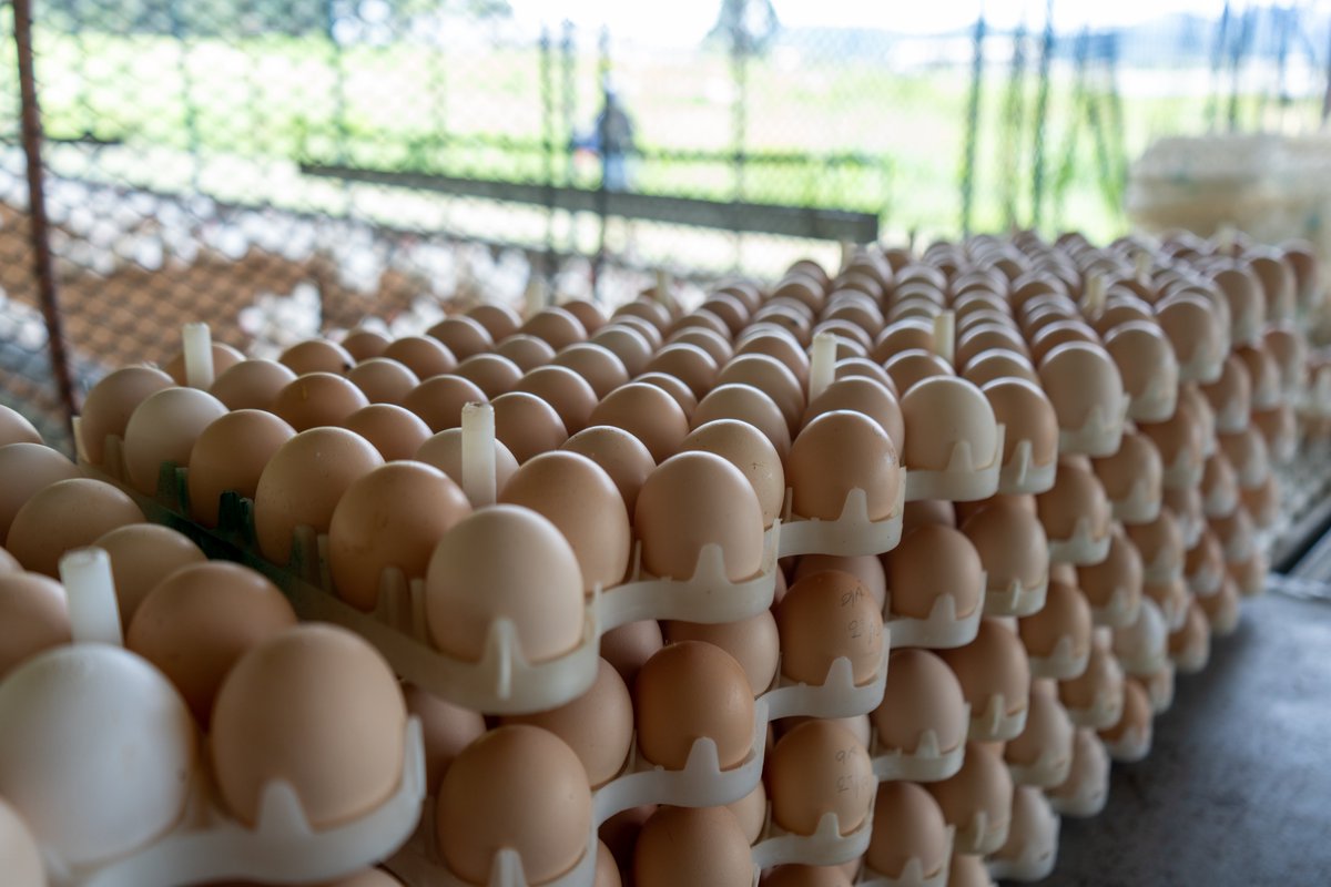 JHS Agroindustria tweet media