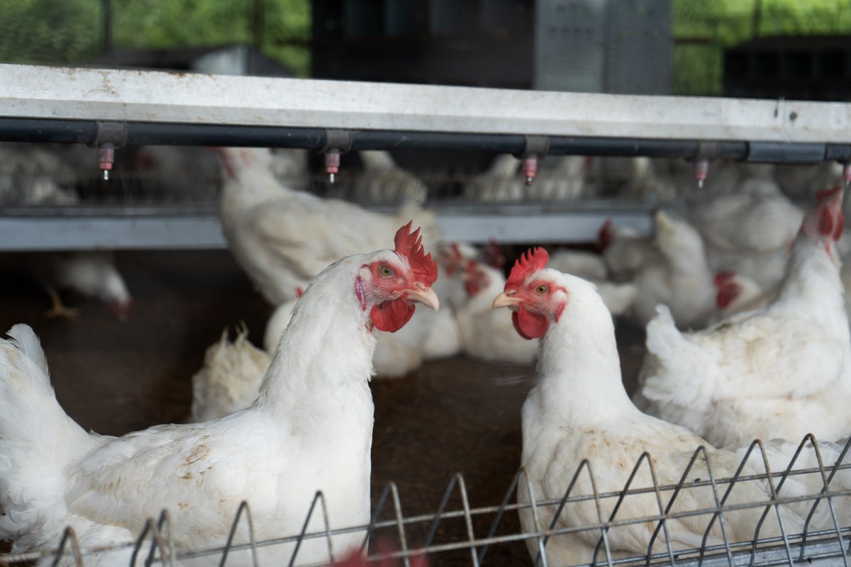 JHS Agroindustria tweet media