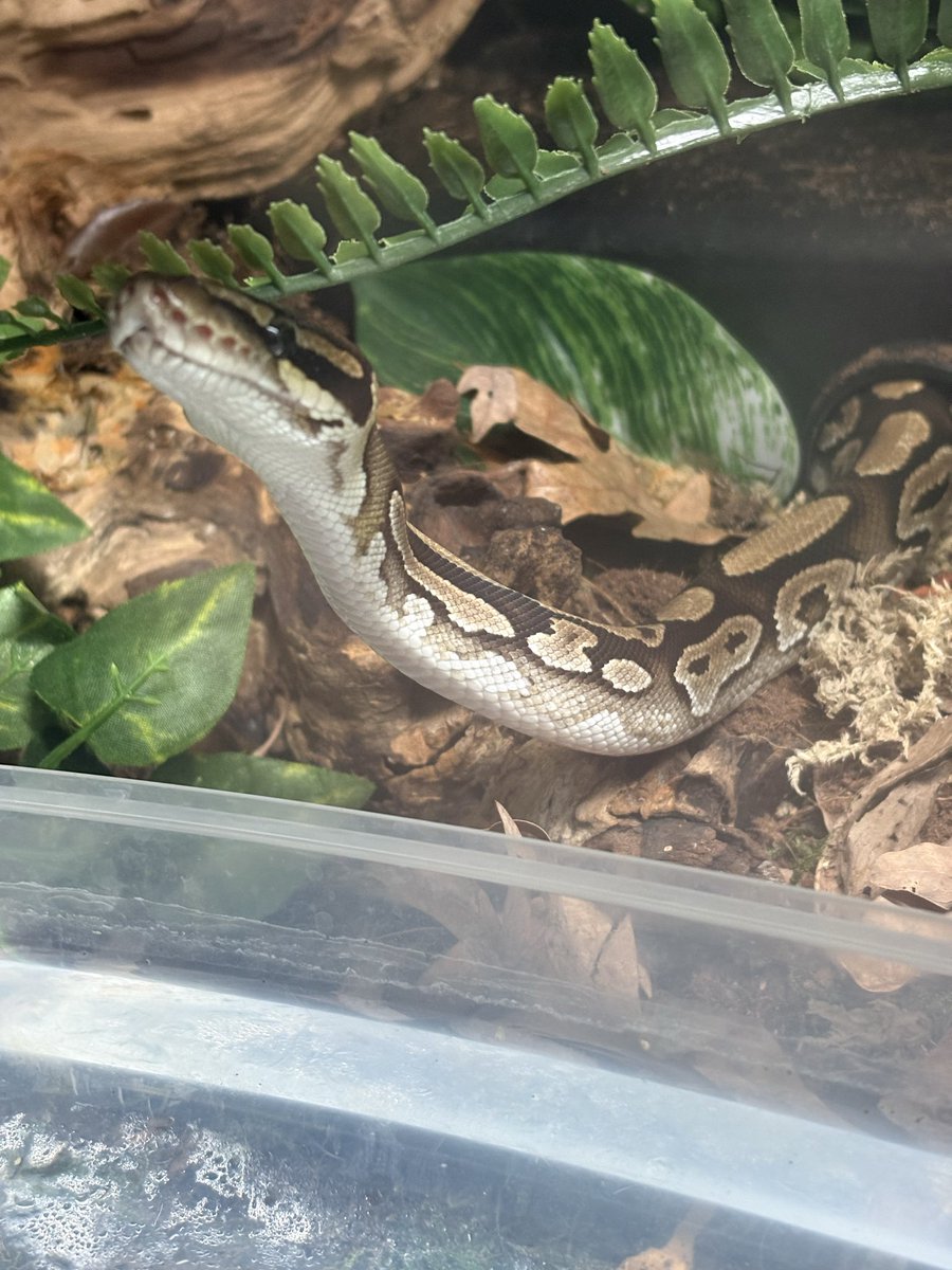 Hourly Snakes 🐍 tweet media
