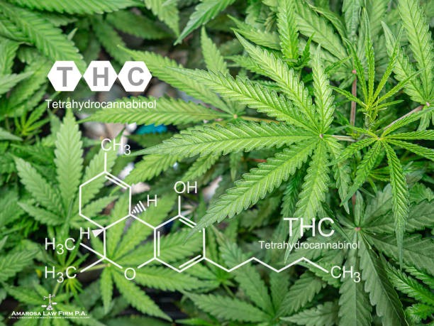 AmarosaLawFirm's tweet image. Navigating Florida's marijuana laws can be tricky, especially with THC levels. Prosecutors must prove your cannabis has over 0.3% THC. If they can't, your case may crumble.  
amarosalaw.com/blog/florida-c…  
#DrugDefense #CannabisFacts #FloridaCriminalDefense #TampaAttorney