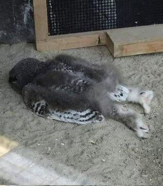 blusewillis2's tweet photo. I gufi giovani spesso dormono a faccia in giù perché le loro teste sono troppo pesanti per dormire appollaiati. https://t.co/YUBnGTM95I