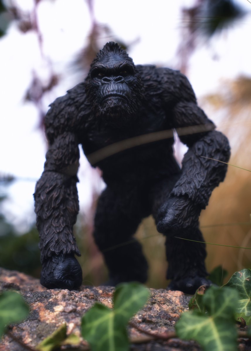 Kong
#JaiPasFiniDeJOUET
#kingkong #mezco #movie #photoygraphy #toyphotography #photooftheday #photograghy #gorille