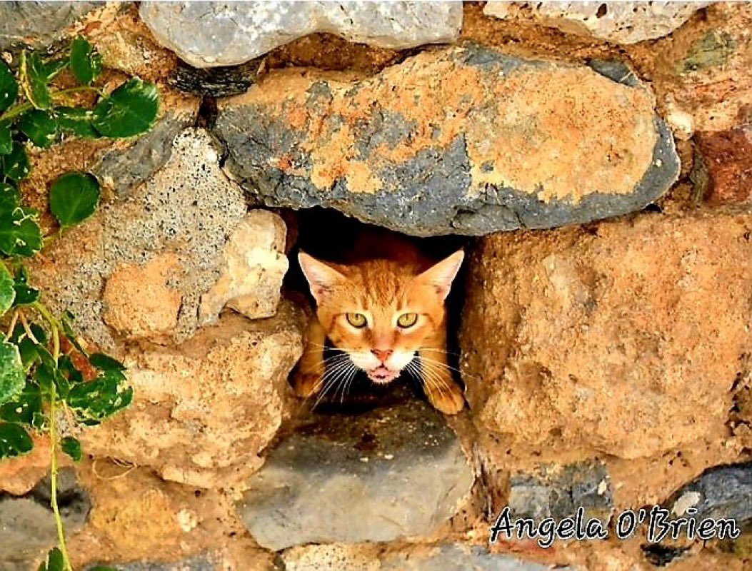 GrecianGirly's tweet image. Monemvasia cats. 🇬🇷😻 (📷 me)