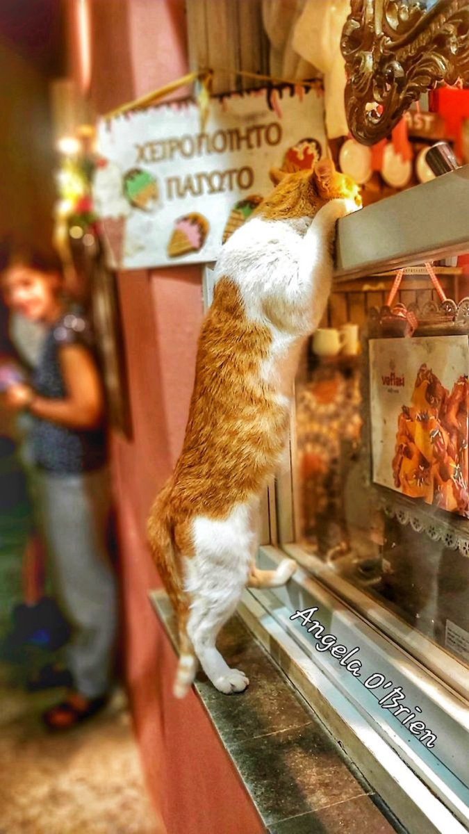 GrecianGirly's tweet image. Monemvasia cats. 🇬🇷😻 (📷 me)