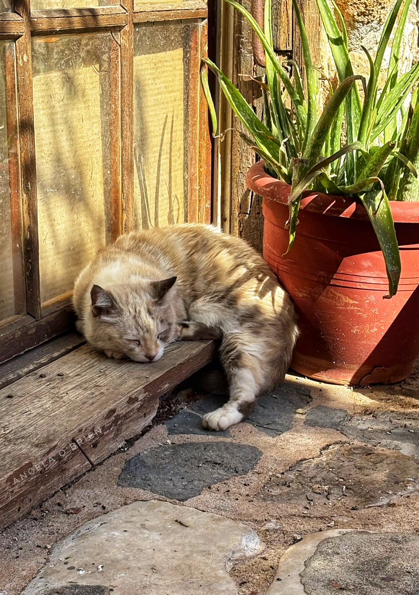 GrecianGirly's tweet image. Monemvasia cats. 🇬🇷😻 (📷 me)