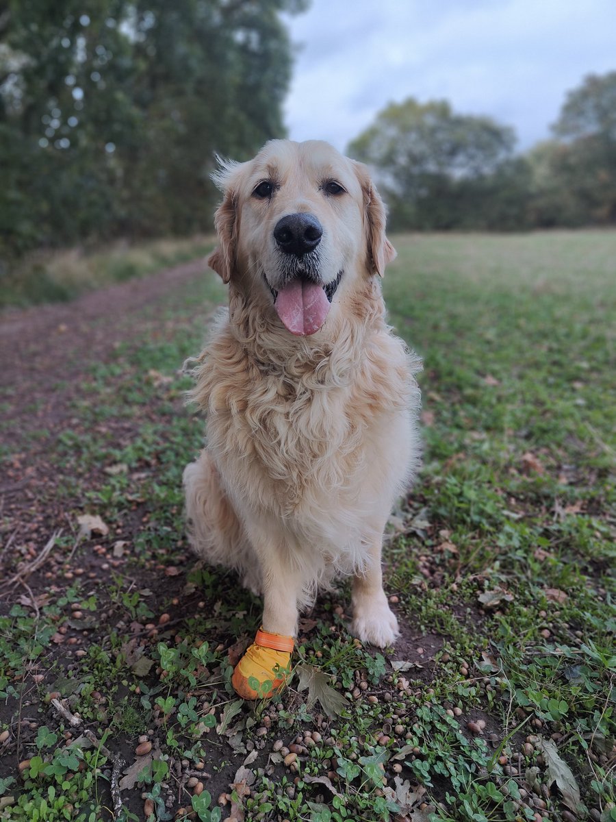 May I present the Autumn25 collection of footwear for the discerning gentleman.....
Canary yellow 🟡 😂🫣
Many, many thanks for your birthday wishes for Ernie ❤️❤️ We've read each and every one of them. You really are the very best 😘😘 #goldenretriever #ThankYou