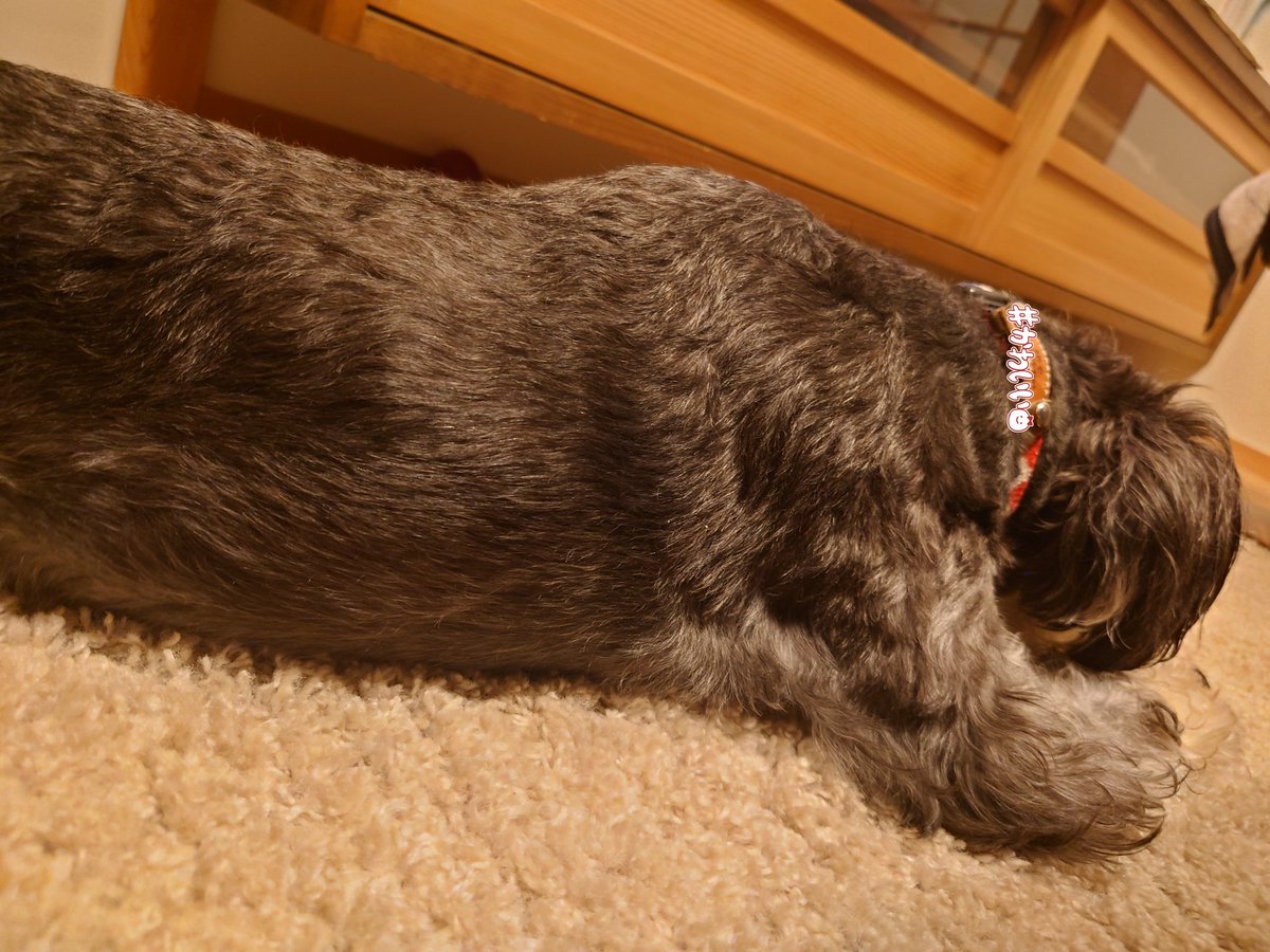 おやすみおやすみ　またあした🐶💤