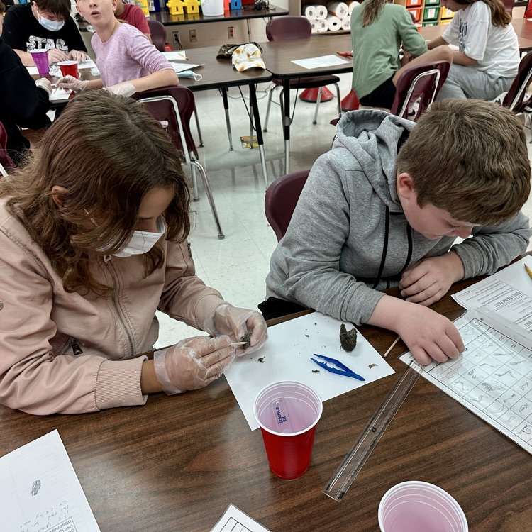 LocustCorner's tweet photo. Fifth Grade Owl 🦉 Pellet Lab https://t.co/Ogmw7ZF0m1