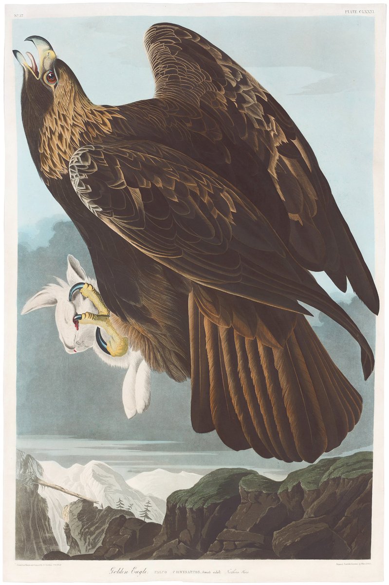 Pretty sure I saw a golden eagle last week in eastern Connecticut. There are only a handful of sightings in the state annually, most of them in October-November.