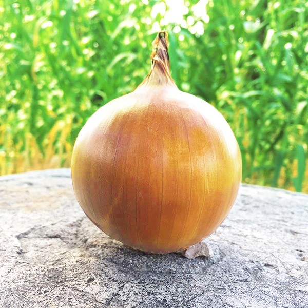 Oyuneks Bushido Wildcats (@bushidowildcats) on Twitter photo 