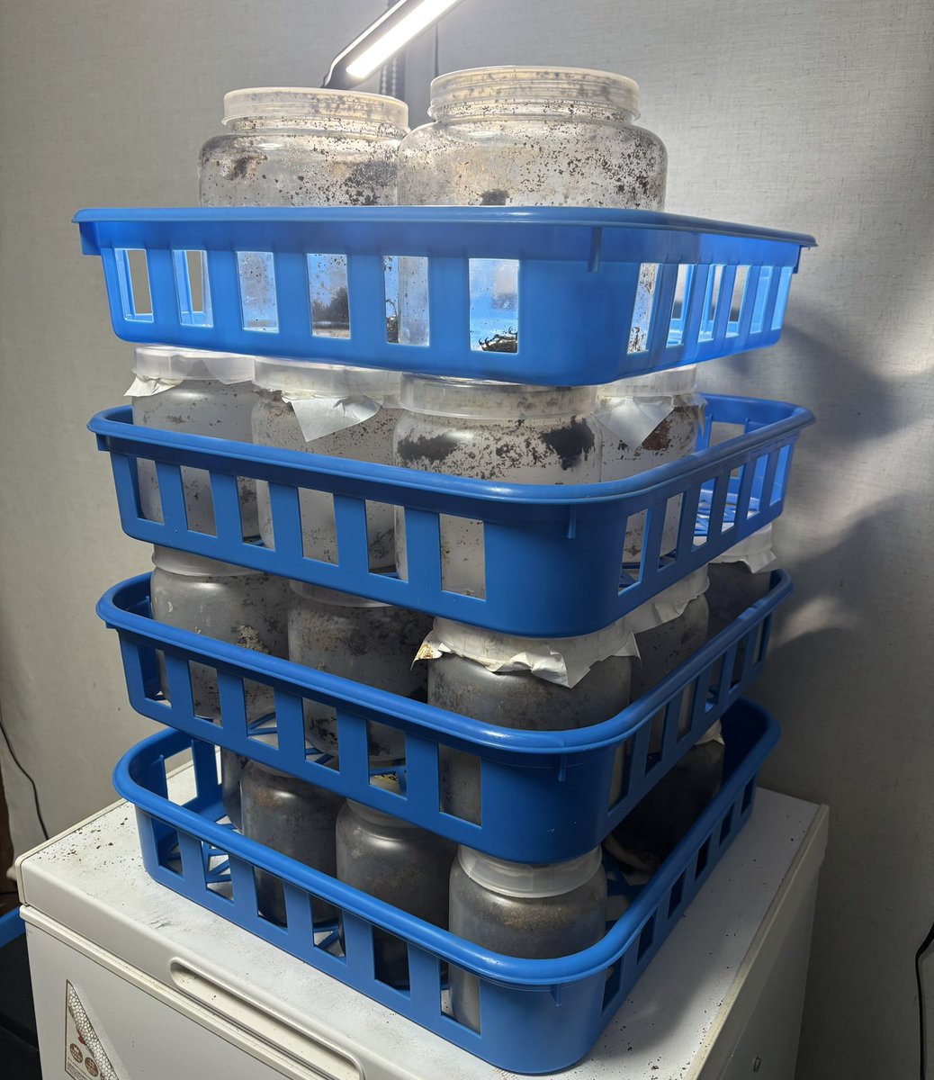 bug_forest's tweet image. タランドゥス無限羽化掘り出し編スタート‼️

測定してケースに移して…
週末の上白根に間に合うかな…笑

@zero_stagbeetle