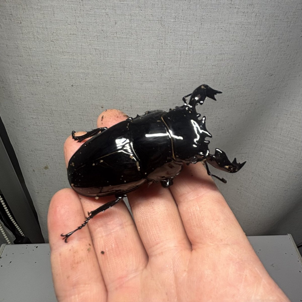 bug_forest's tweet image. タランドゥス無限羽化掘り出し編スタート‼️

測定してケースに移して…
週末の上白根に間に合うかな…笑

@zero_stagbeetle