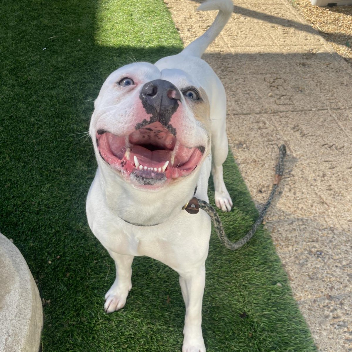 AlexAnimals's tweet photo. Found animals! If you have information about these animals or if one is your lost pet, email info@alexandriaanimals.org or call 703-746-4774. #alexanimals #alexandriava #foundanimals https://t.co/ZYJBWeORkE