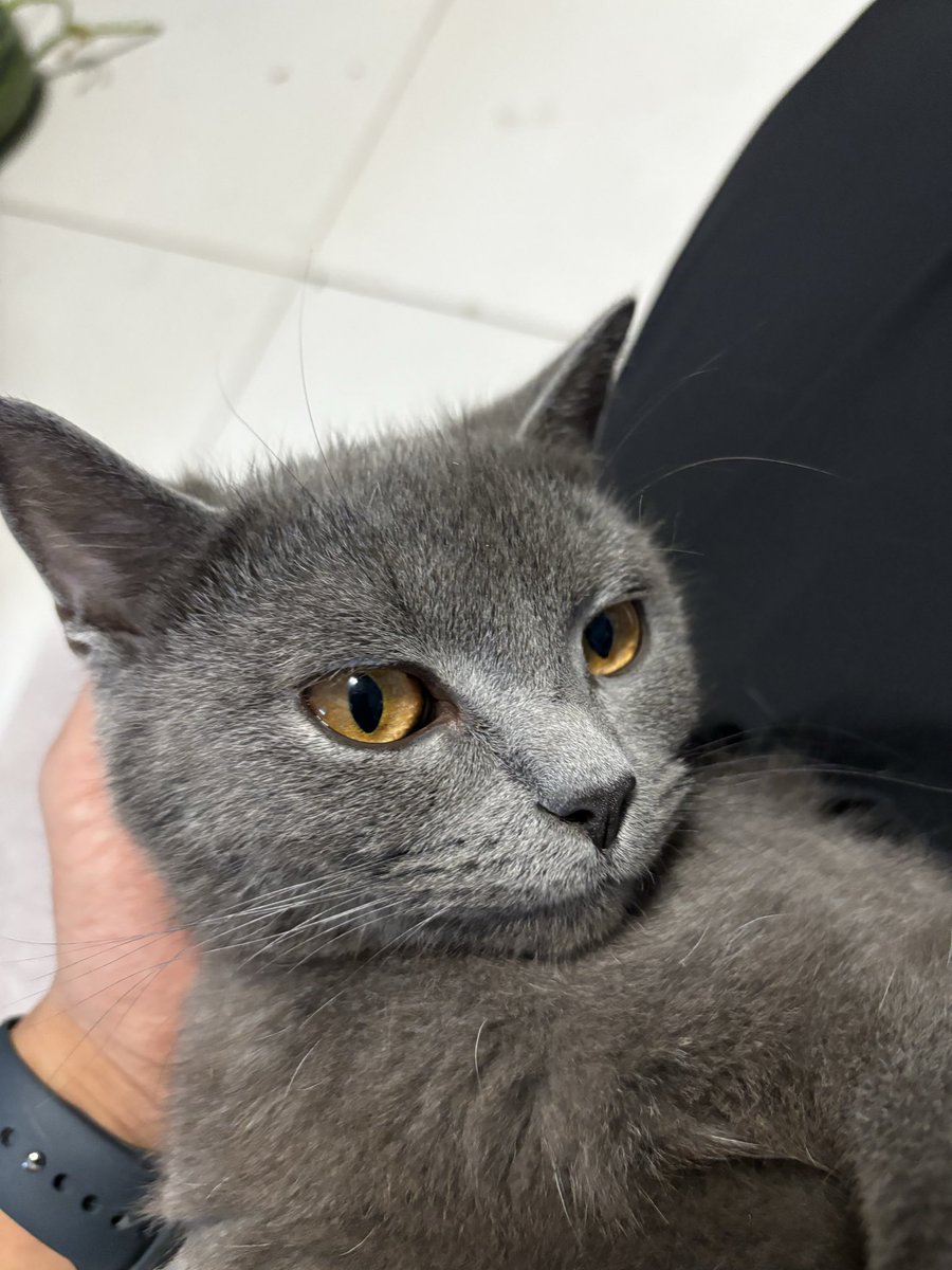 BaugleBrown's tweet photo. 同学家的小猫咪，可是我妈不让在家养猫，不然我就要她一个崽辣！ https://t.co/8UpPrO8vpk