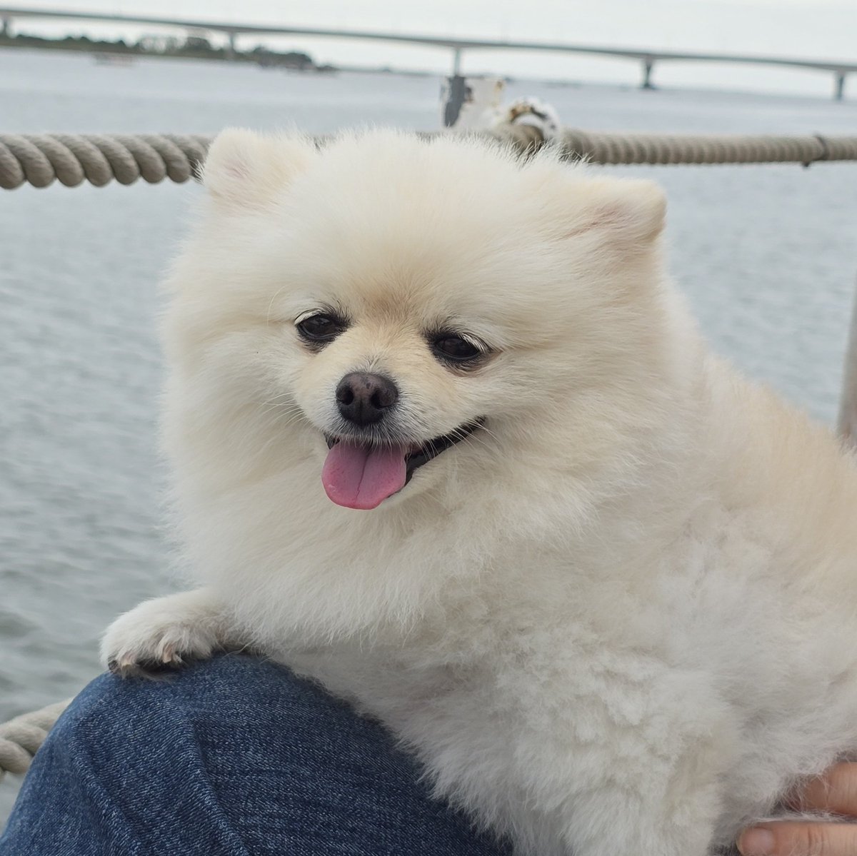 pearly___puff's tweet photo. 바다돼지개
                                                 풀돼지개 https://t.co/Buq8Ovc2SM