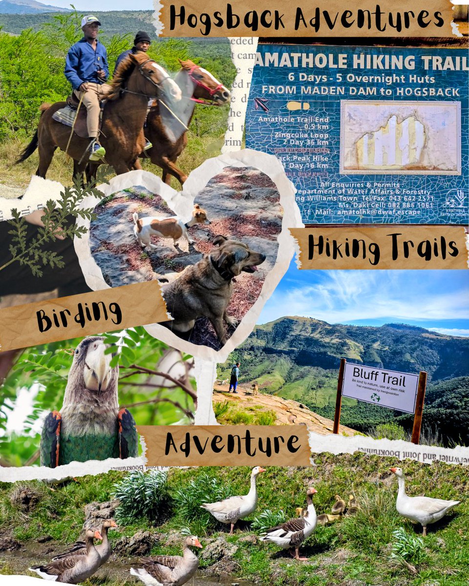 Adventuretrav16's tweet photo. 🌄 🌿 Misty mornings, enchanted forests, crystal streams, and magical waterfalls. Altogether home to the legendary Amatola Trail. Hogsback is made for lovers, dreamers, adventure-seekers and wagging tails🐾  #AmatolaTrail #HogsbackHikes #capeparrots #AdventureSouthAfrica https://t.co/kGdLuAqmZj