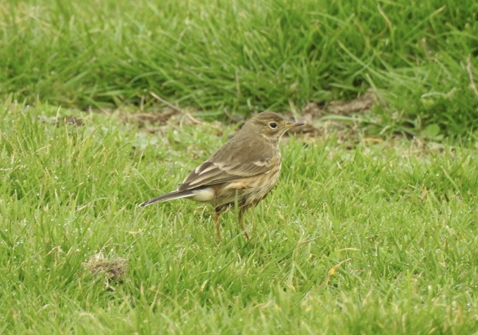Adamdbassett's tweet photo. Straight over to Aggie on arrival to not see a Mourning Dove 😞 American Pipit, Spotted Sand, RB Fly, Hoopoe and Turtle Dove were good consolation though #Scilly2025 https://t.co/0nGZzWtnYG