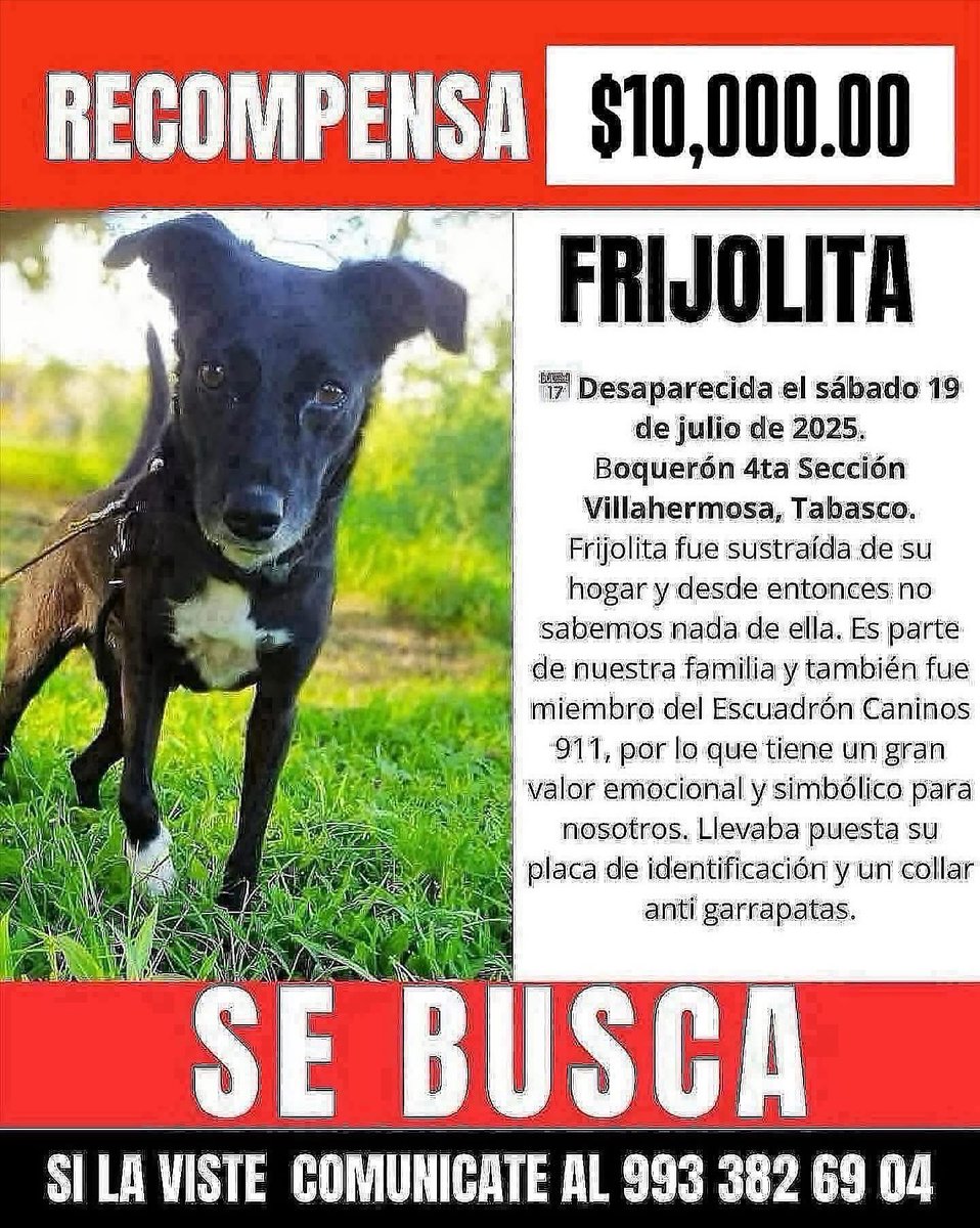 Seguimos buscando a Frijolita 😔🙏🏻
su familia ofrece $10,000.00 de recompensa a quien nos ayude a localizarla. ¡Por favor ayúdanos compartiendo, preguntando, mirando a tu alrededor y compartiendo en los grupos de whatsapp de tu colonia!