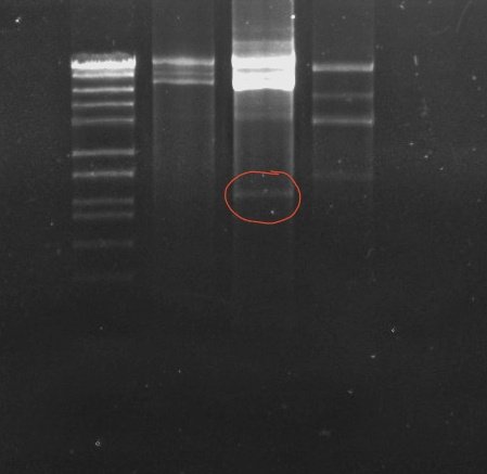 Amod Raghupathi Bhat tweet media