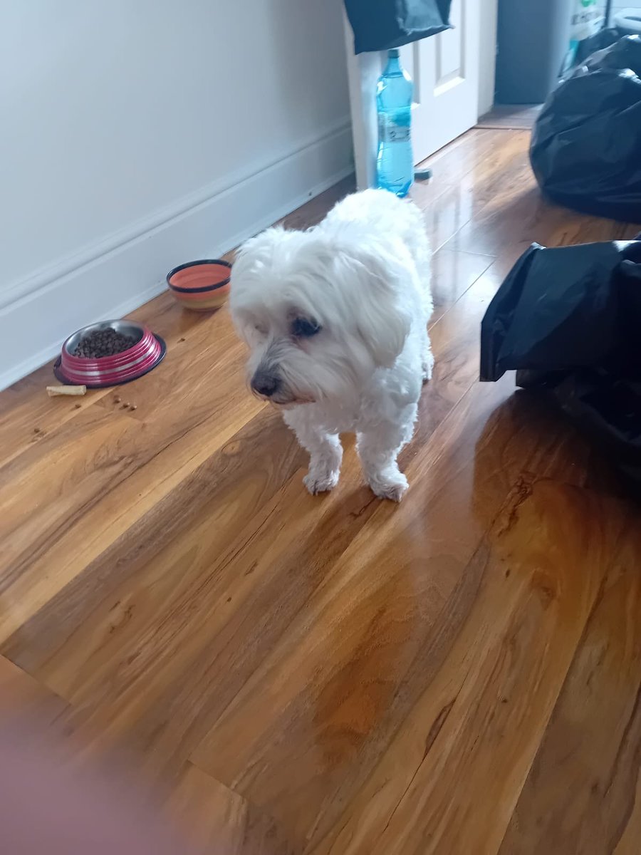 millypod1's tweet photo. 🆘7 OCT 2025 #Lost Puffy #ScanMe
ELDERLY Bichon Frise Male
Powerscourt Road. Portsmouth, North End. #Portsmouth #Hampshire #PO2
https://t.co/gdpu0myzrQ https://t.co/1kB3dcYzAm