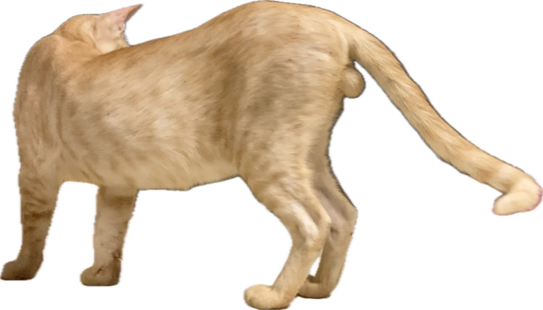 にゃんたま様 にゃん玉シンカー | 製品情報 | ゲーリーインターナショナル株式会社