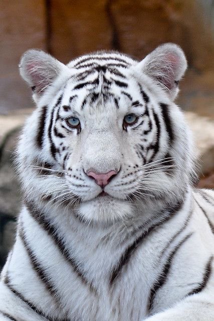 My all time favorite animal