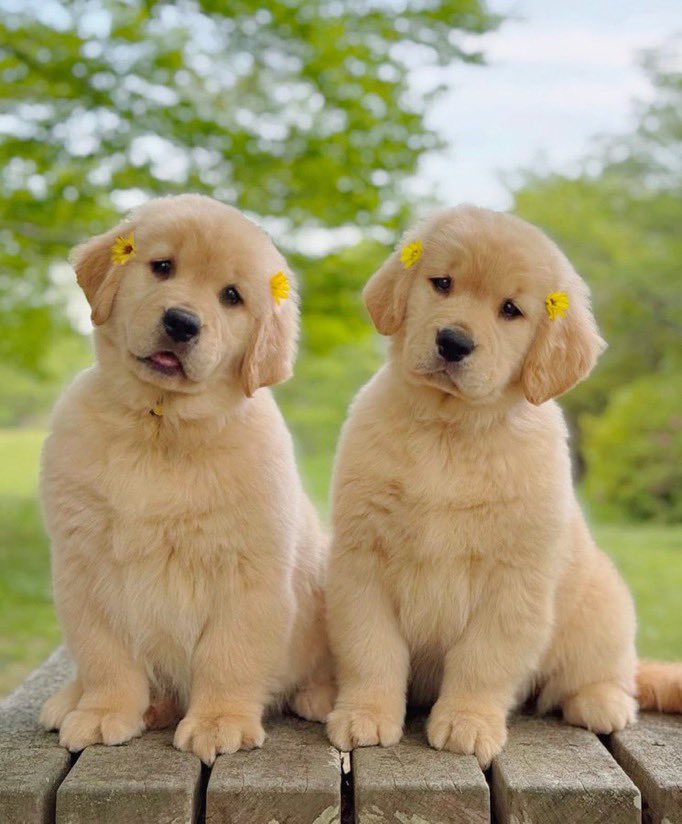 Pawes_and_pups's tweet image. 