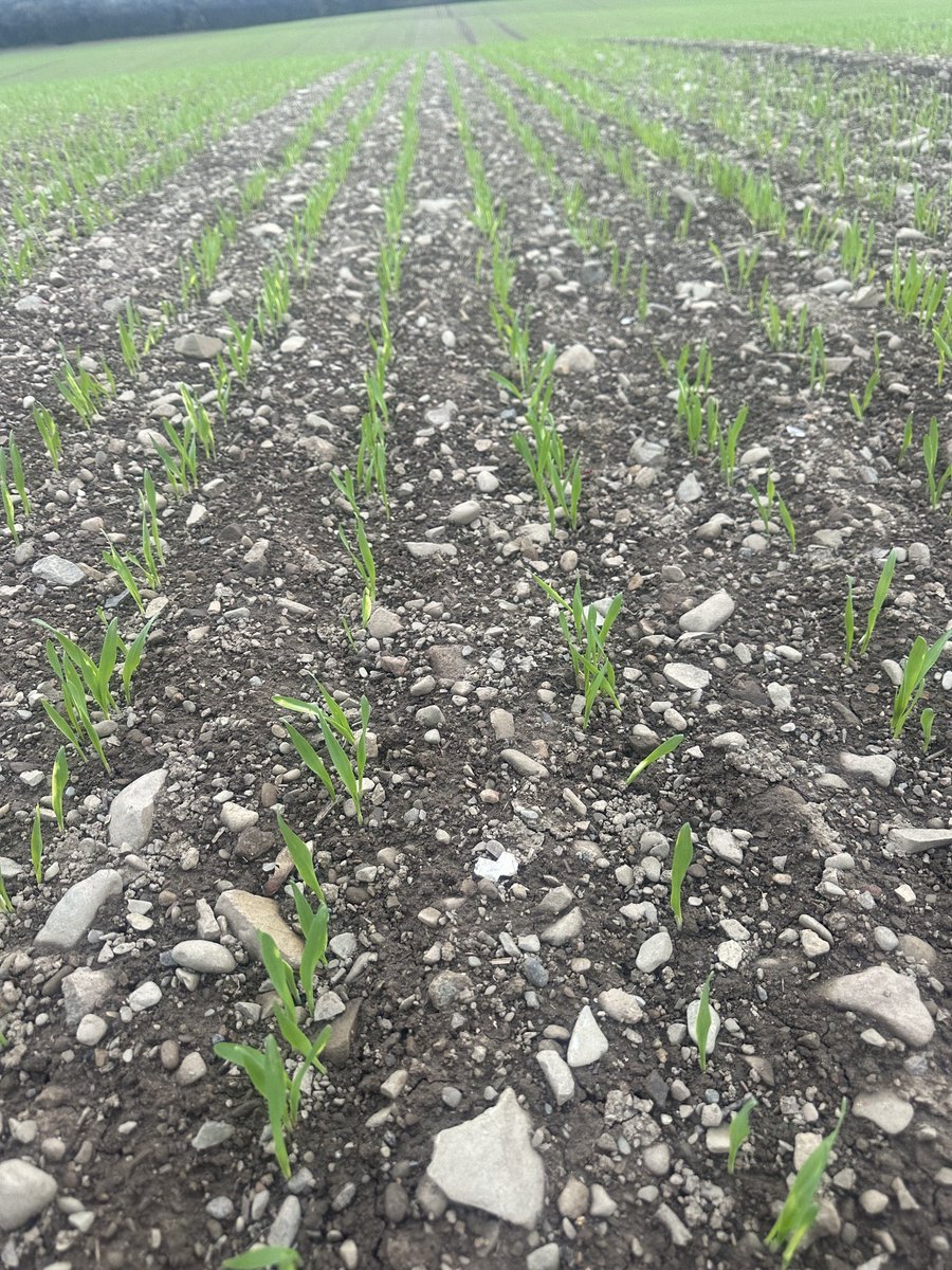 Barry Davis tweet media