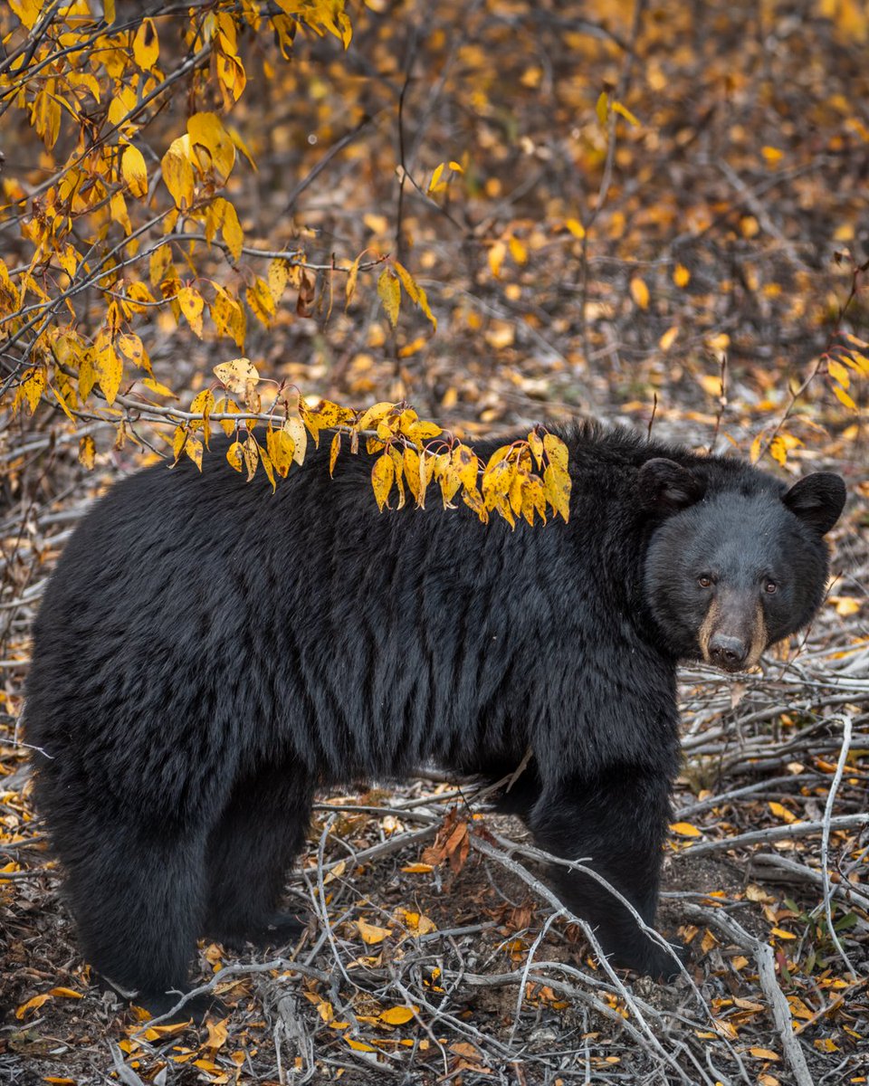 danschyk's tweet image. Black bear in autumn