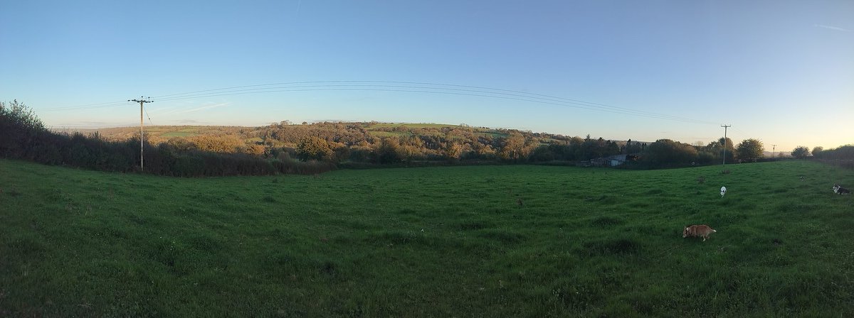 lovely evening, plenty of colourful birds singing in the late sunshine