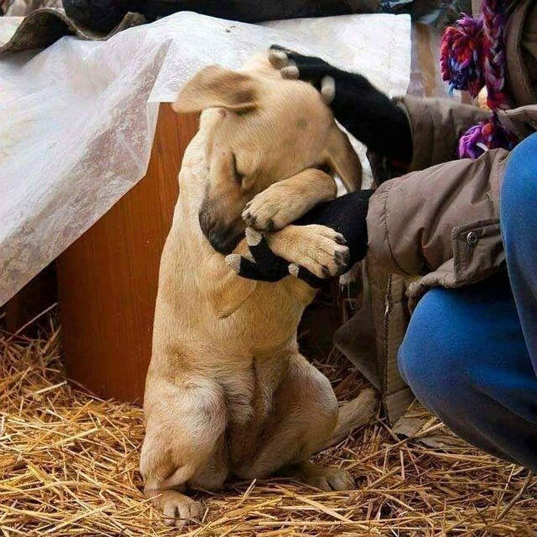 Havalar soğukdukça Dışardaki Canların Yaşamı Biraz daha zorlaşıyor. 
#birkapmama  Hayat Kurtarır.... 

İnsan kalmayi unutma, Unutturma
#sokakhayvanlarısahipsizdeğil