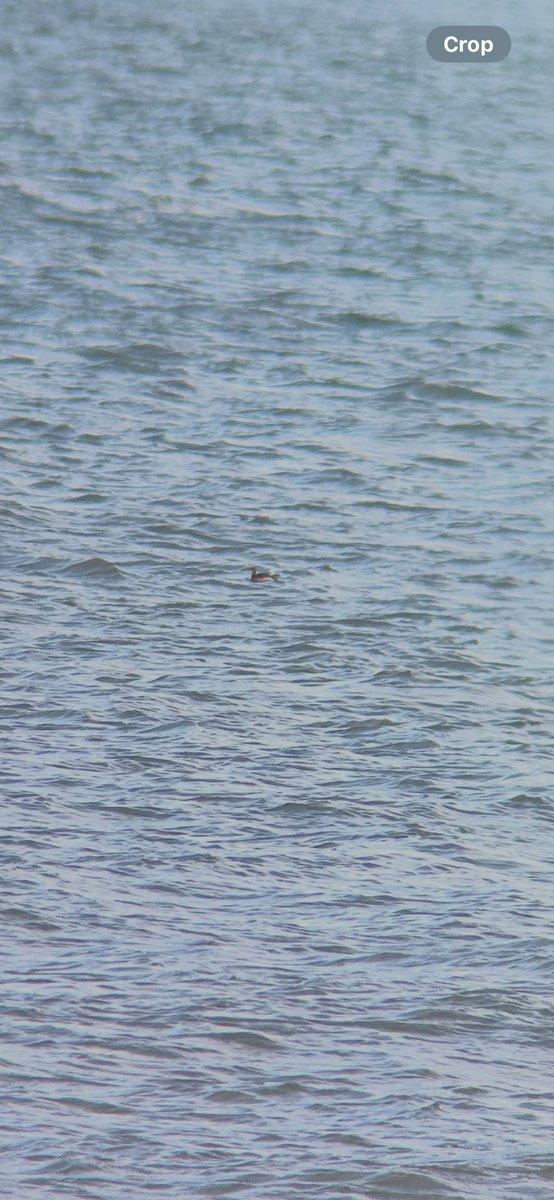 jackwalker59's tweet photo. Around 10-15 Jay on kirkleatham showfield this afternoon feeding on acorns from the recently planted oaks, most I’ve seen in one place. Also I swear this is a Slav grebe, slipway opposite park hotel 😂 @teesbirds1 https://t.co/PADi9oTOja