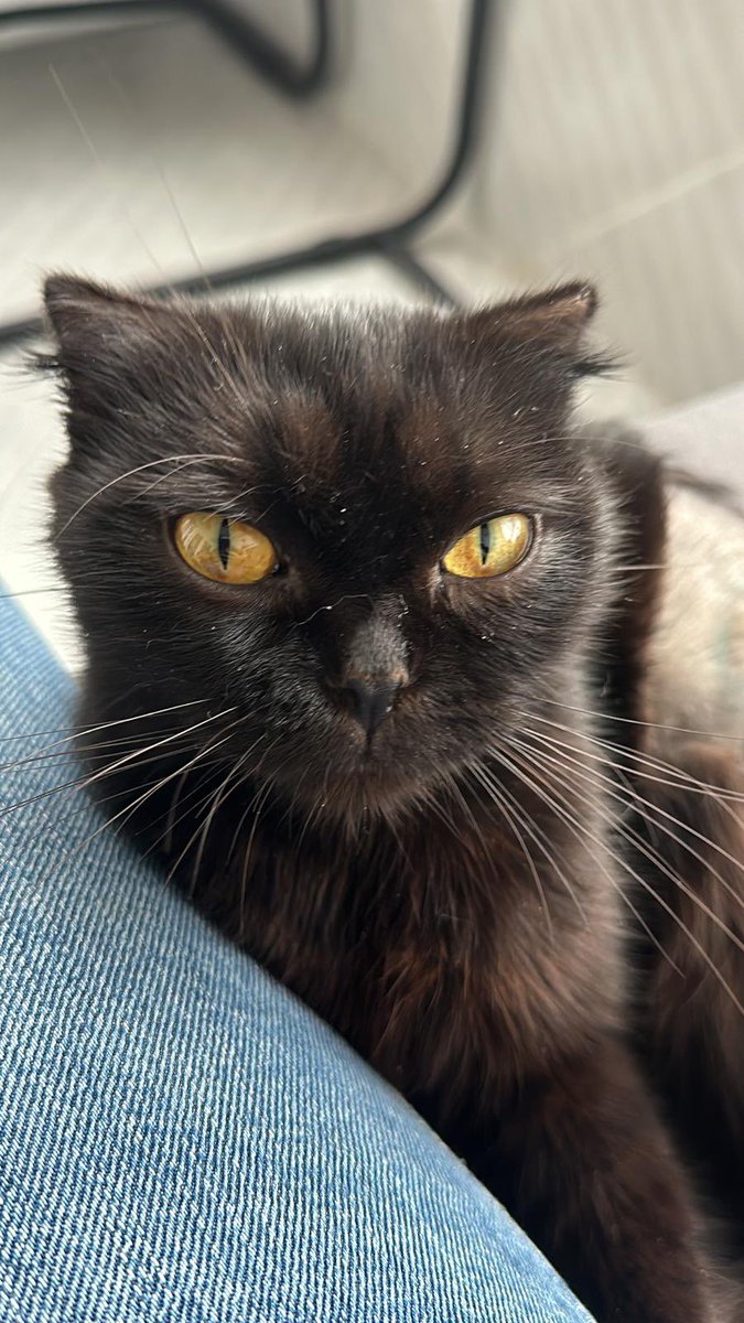 Acil yuva arıyor
Maalesef sokağa atılmış 
Dişi kısır
İstanbul çekmeköy