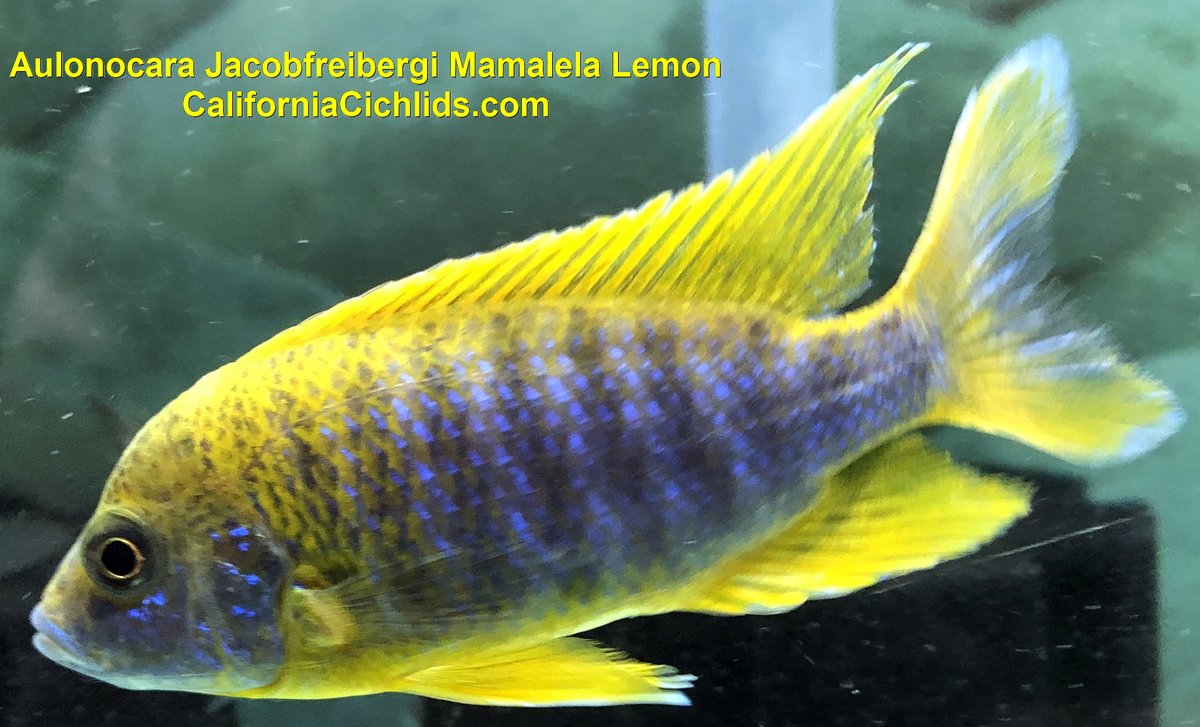 CACichlids's tweet photo. 2nd Shipment This Month MORE Peacocks &amp; Haps, Tropheus, Altolamps. etc. - https://t.co/g7sA2zv1Vu https://t.co/QzqQp6y2rH