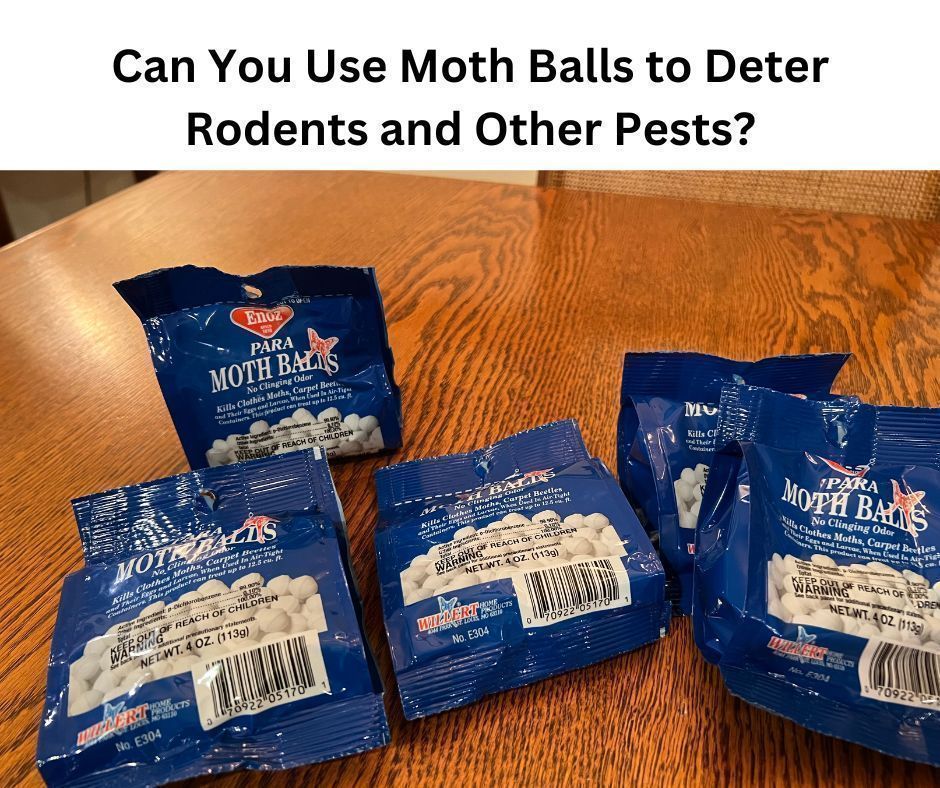 DeborahDian's tweet image. I recently discovered that mothballs discourage mice, rats, squirrels and other rodents from getting into outdoor storage units, garages, etc. Learn more in this #Amazon video!
Video link: amazon.com/live/video/09c…
#Mothballs #rodentcontrol #ad