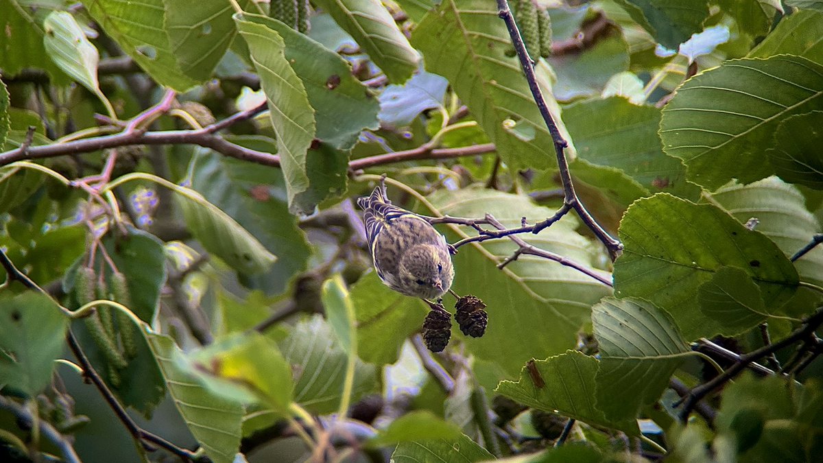Amethyst Deceiver, Fly Agaric &amp; Siskin at Minsmere yesterday.