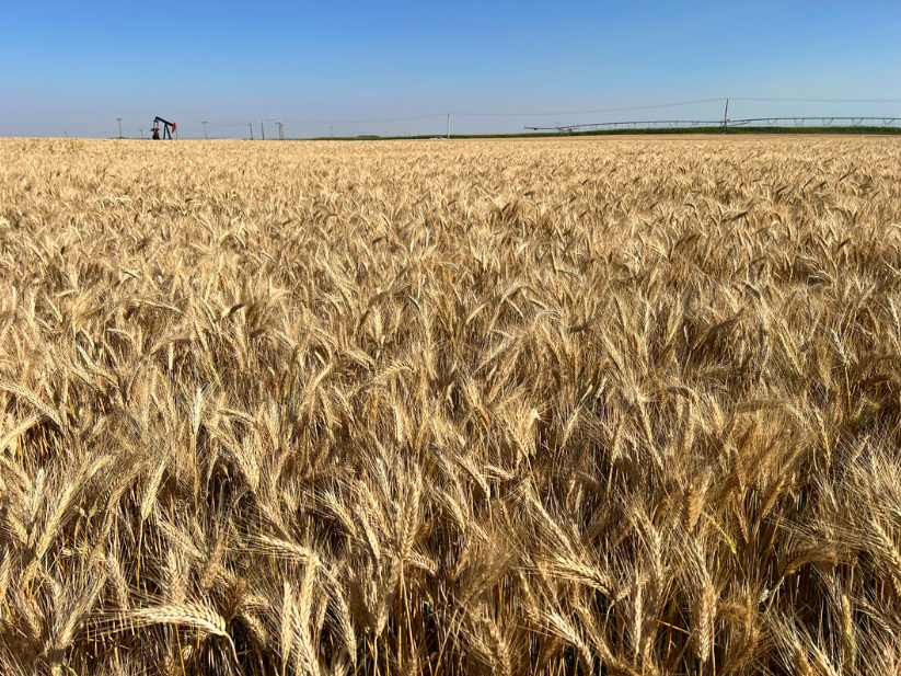 AB Sunbeam Triticale! ☀ This awned spring triticale is suitable for feed and forage. It has high grain yields, high resistance to ergot and intermediate resistance to FHB.

Learn more by visiting our website: seednet.ca/ab-sunbeam