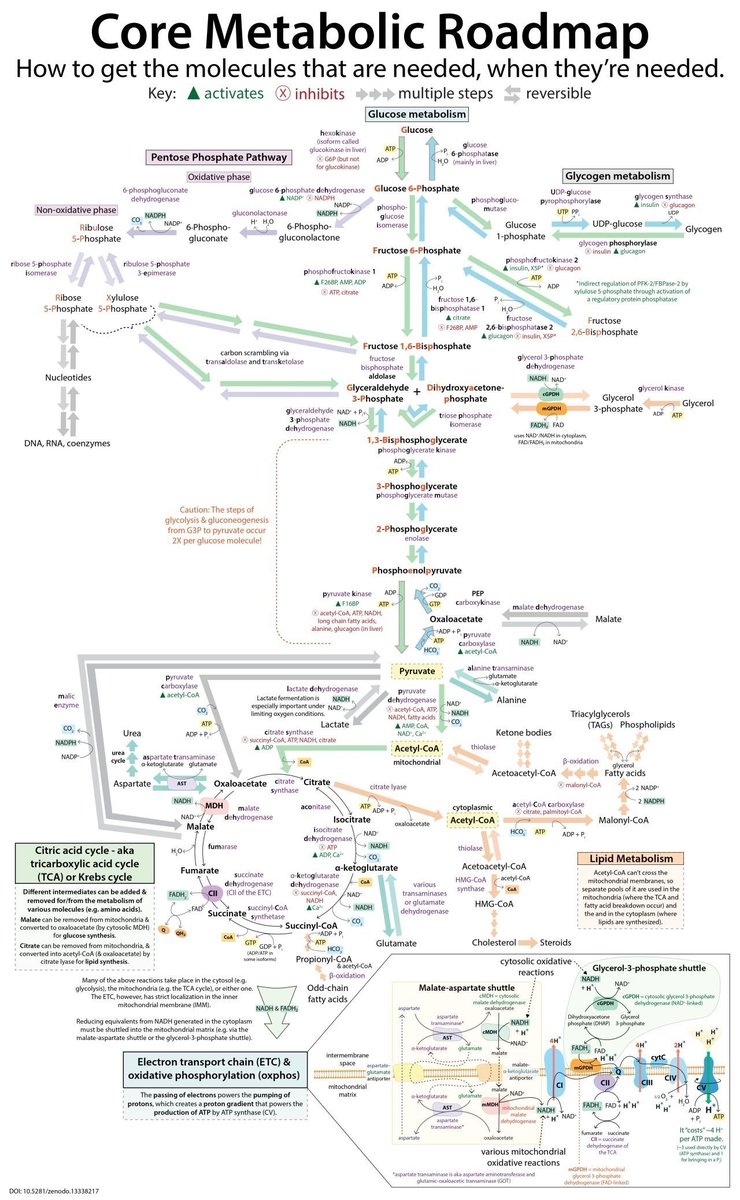 WilliamWallace's tweet photo. Master metabolism with 9 steps/arrows

Here’s my shortcut to remembering it in just 9️⃣ arrows:

1️⃣ Glu → Fru → Pyr
 (Glucose → Fructose → Pyruvate)
This is glycolysis — the breakdown of glucose into pyruvate for quick energy.
💡 Example: Eat bread, glucose enters your cells, and is converted to pyruvate to start producing ATP.

2️⃣ Pyr → ACoA → TCA
 (Pyruvate → Acetyl-CoA → TCA Cycle)
When oxygen’s available, pyruvate becomes Acetyl-CoA and runs through the TCA (Krebs) cycle for sustained energy.
💡 Example: A post-lunch walk taps into this aerobic pathway.

3️⃣ TCA → NADH → ETC → ATP
 (TCA products → NADH → Electron Transport Chain → ATP)
The TCA cycle generates NADH, which powers the electron transport chain to make ATP — your cellular energy currency.
💡 Example: Your brain uses that ATP to keep you sharp while studying.

4️⃣ G6P ↔ PPP → NADPH + Ribose
 (Glucose-6-Phosphate → Pentose Phosphate Pathway → NADPH + Ribose)
This detour from glucose creates NADPH (for antioxidant defense) and ribose (for DNA/RNA synthesis).
💡 Example: Immune cells use NADPH to neutralize pathogens.

5️⃣ Pyr → Lac
 (Pyruvate → Lactate)
In low-oxygen conditions, pyruvate shifts to lactate.

6️⃣ Pyr → OAA → Gluconeogenesis
 (Pyruvate → Oxaloacetate → Glucose)
During fasting, pyruvate is turned into oxaloacetate, then glucose, to maintain blood sugar.
💡 Example: After 10+ hours without food, your liver makes glucose for your brain.

7️⃣ ACoA → FAs → TAGs
 (Acetyl-CoA → Fatty Acids → Triglycerides)
Excess energy is stored as fat.
💡 Example: Too many sweets? Your body parks the surplus as belly fat.

8️⃣ FAs → β-ox → ACoA → TCA
 (Fatty Acids → Beta-Oxidation → Acetyl-CoA → TCA)
When carbs run low, fat becomes your fuel.
💡 Example: After 14 hours of intermittent fasting, fat breakdown kicks in.

9️⃣ AAs → Pyr / ACoA / TCA
 (Amino Acids → Pyruvate or Acetyl-CoA or TCA)
Amino acids can feed into different energy pathways, depending on type.
💡 Example: In prolonged starvation, muscle protein is converted into energy intermediates.