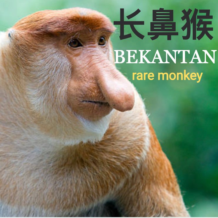 长鼻猴 (bekantancoin) tweet media