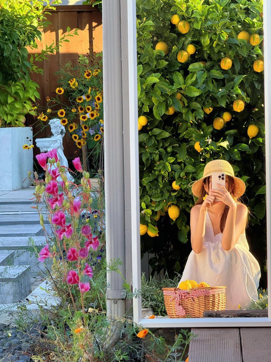 mlvrucfd's tweet image. Sunshine, roses, and a touch of lemon 🍋🌸 A perfect day to soak in nature’s beauty and embrace the simple moments. 🌞 #NatureVibes #FloralBeauty #SummerDays
