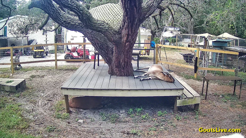 Rose lays spread out on her deck while Violet lays under it, just barely visible. 
ローズはデッキの上に横たわり、バイオレットはその下に、かろうじて見える程度に横たわっています。
 #ヤギ #goats