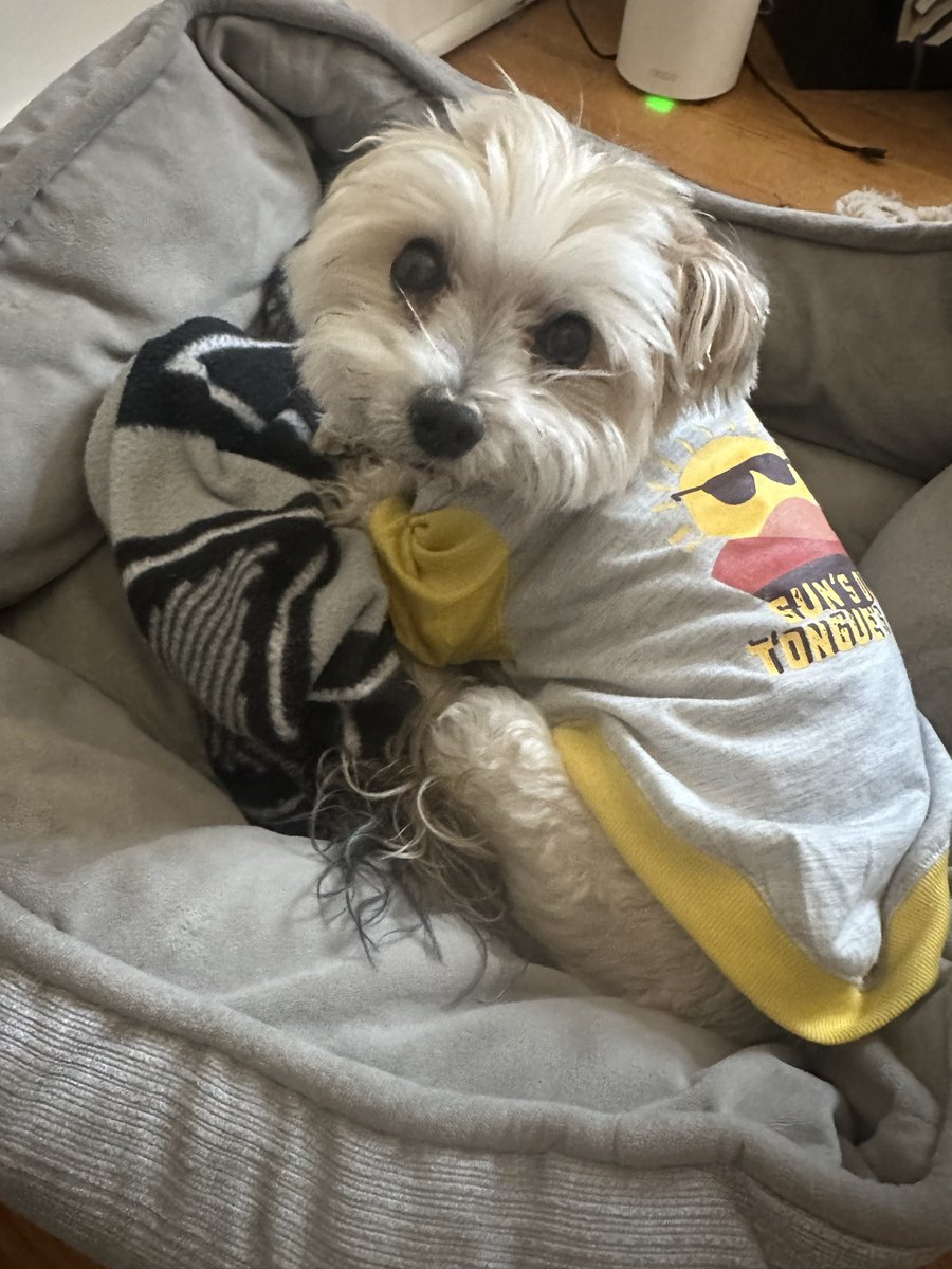 Urgently ISO 1-2 Saturday panic MKE tickets. Have extra Friday or Sunday FT!!! PLEAS PLEAS (dog pic for the algo)