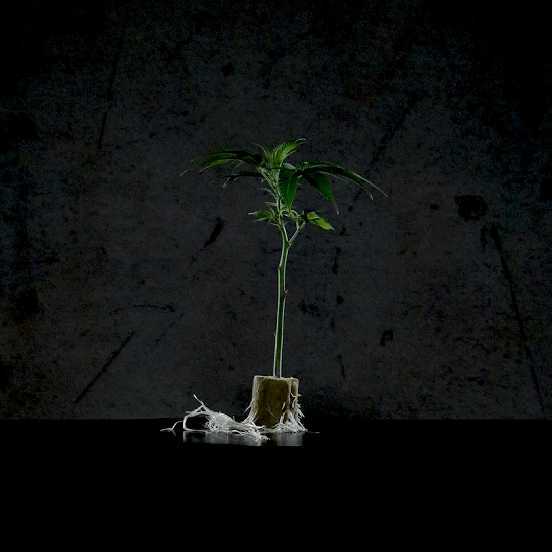 Uniform roots. Consistent structure. No surprises.

Every clone passes through sterile handling, quality inspection, and a controlled environment built for stability. 

It’s not a new process.
It’s our standard.

#EndlessCultivation | #EndlessStandard | #RootedInScience