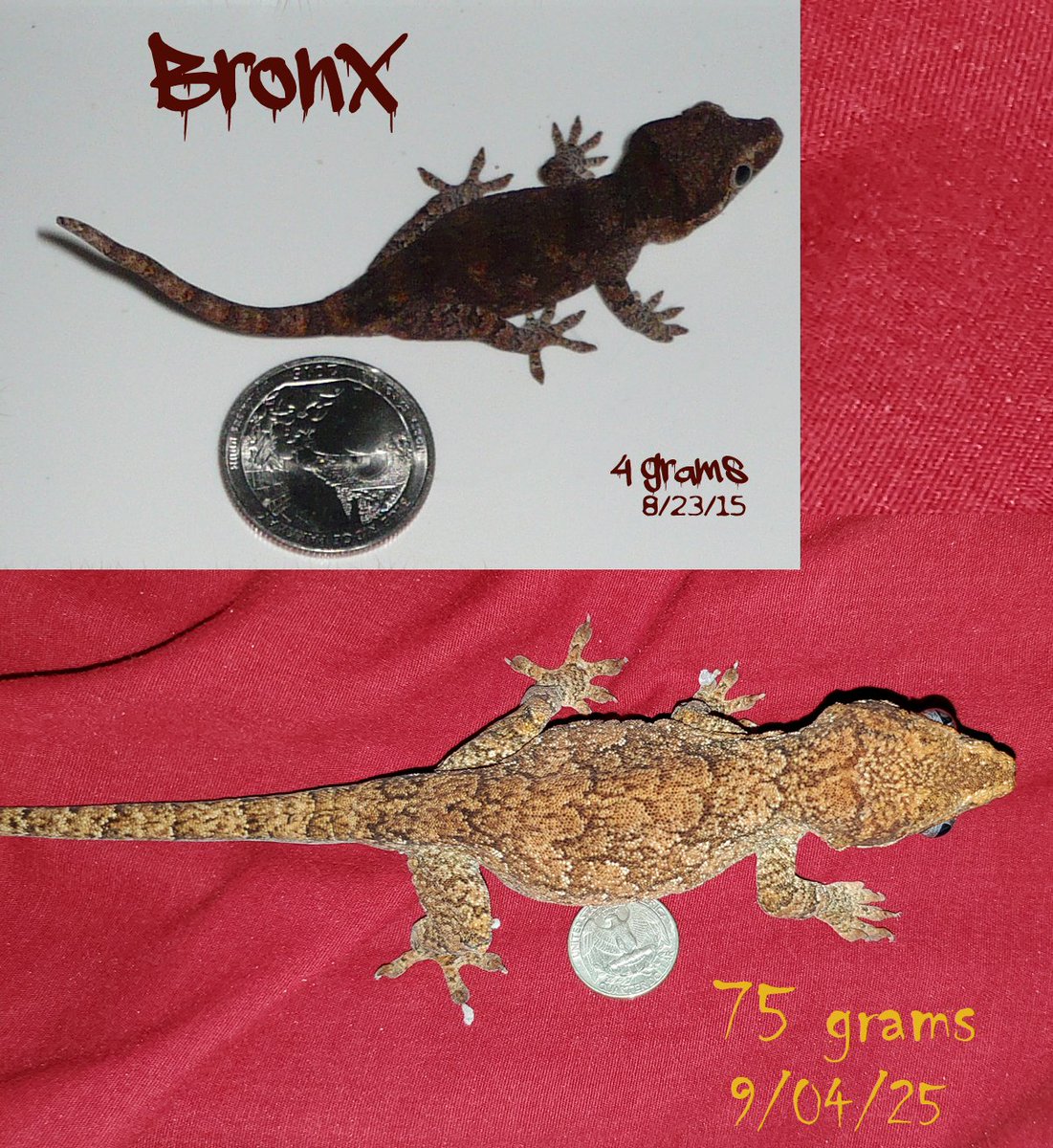 Bronx is my gargoyle gecko I got over 10 years ago he only weighted 4 grams, he is now over 75 grams. The quarter next to him weights about 5.6 grams. #lizard #gecko