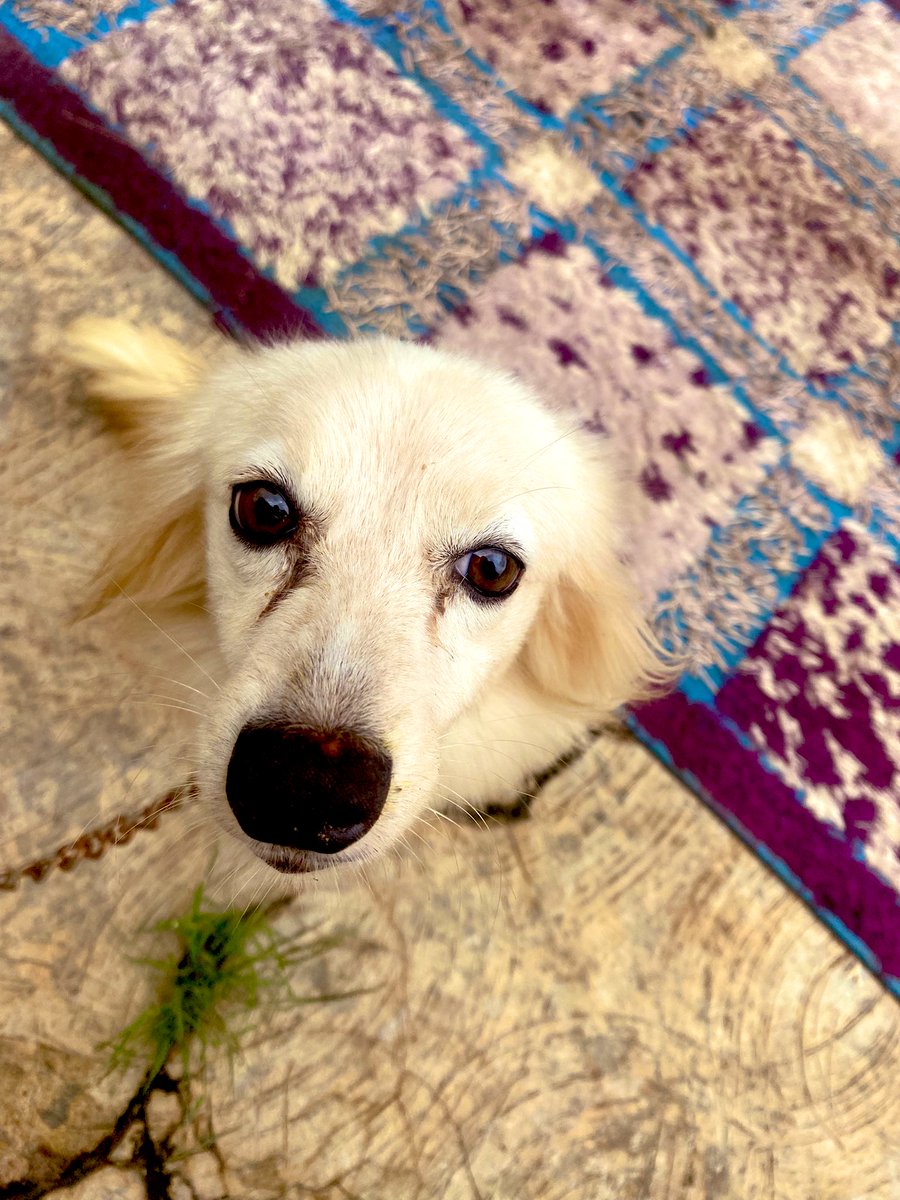 “Something funny to me about this my new friend here “ I called her bro , she got angry 😭😭… dogs gots feelings too?” 

This tweet might not be about dog ,‘only for the guru’s. Btw meet my new friend “CUCURELLA”