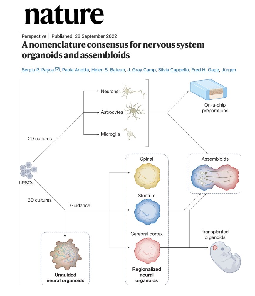 Do you know what 'assembloids' are? If not, you should start reading about them, as they will likely be important to the future of Parkinson's, Alzheimer's and neurodegeneration. 'Assembloids' are one of the most exciting frontiers in neuroscience. Think of them as tiny,