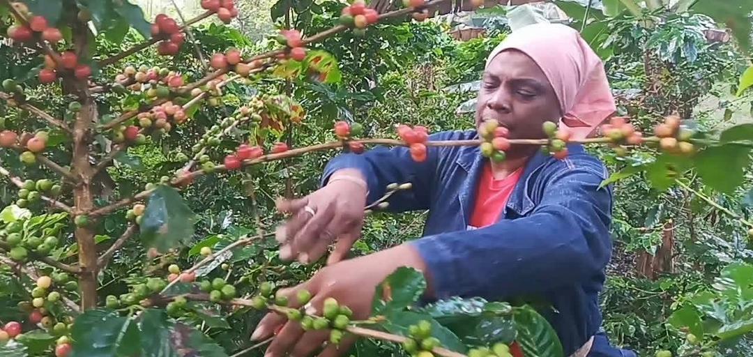 Junto al gobernador, <a href="/ManuelFalconH/">Manuel Falcón Hernández 🇨🇺</a>, y a trabajadores del municipio #SantiagoDeCuba, nos sumamos a la recogida de café en Segundo Frente. Nos sumamos al esfuerzo por la cosecha de unas  19 mil latas de café en su pico de maduración. 
#LaLuchaNoHaCesado