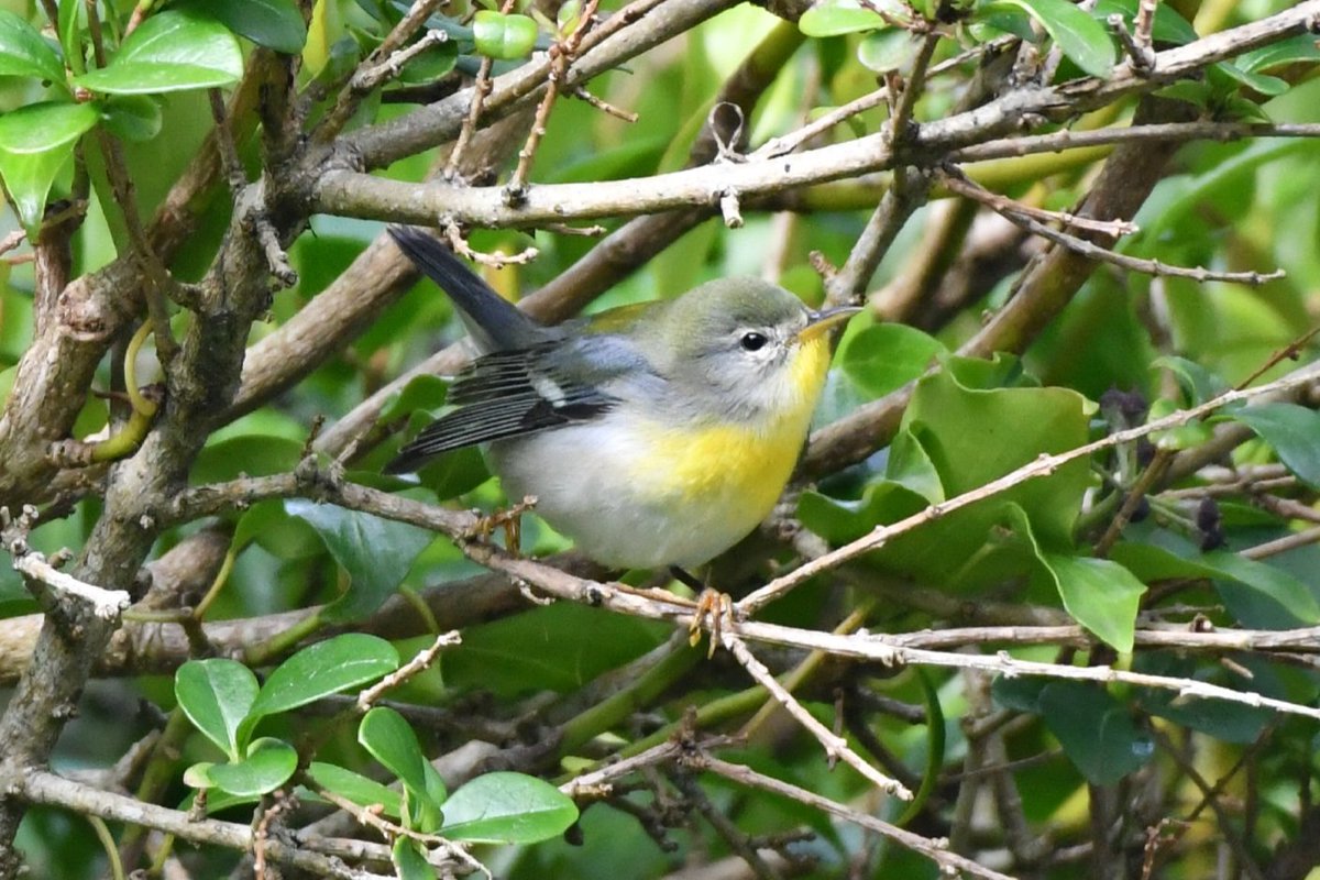 LGeraty9's tweet photo. Delighted to tick this Northern Parula in Co cork today. It was definitely worth the 5hr each way drive. ✅️ https://t.co/y2j4ZUDSSz