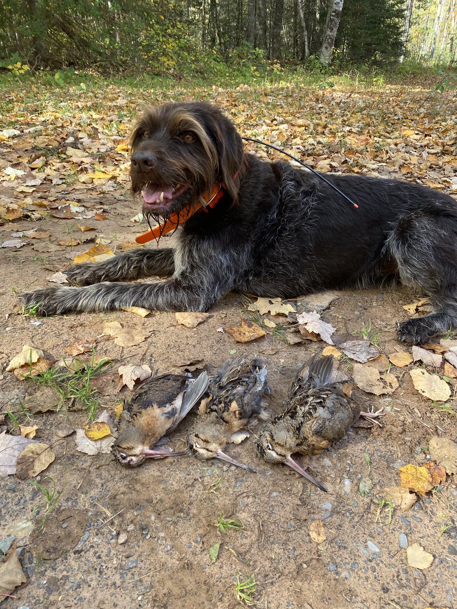 October is timberdoodle month